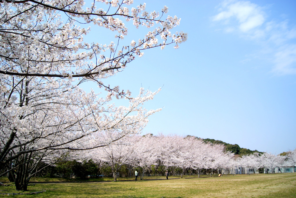 桜の思い出（１）〜八ツ面山〜
