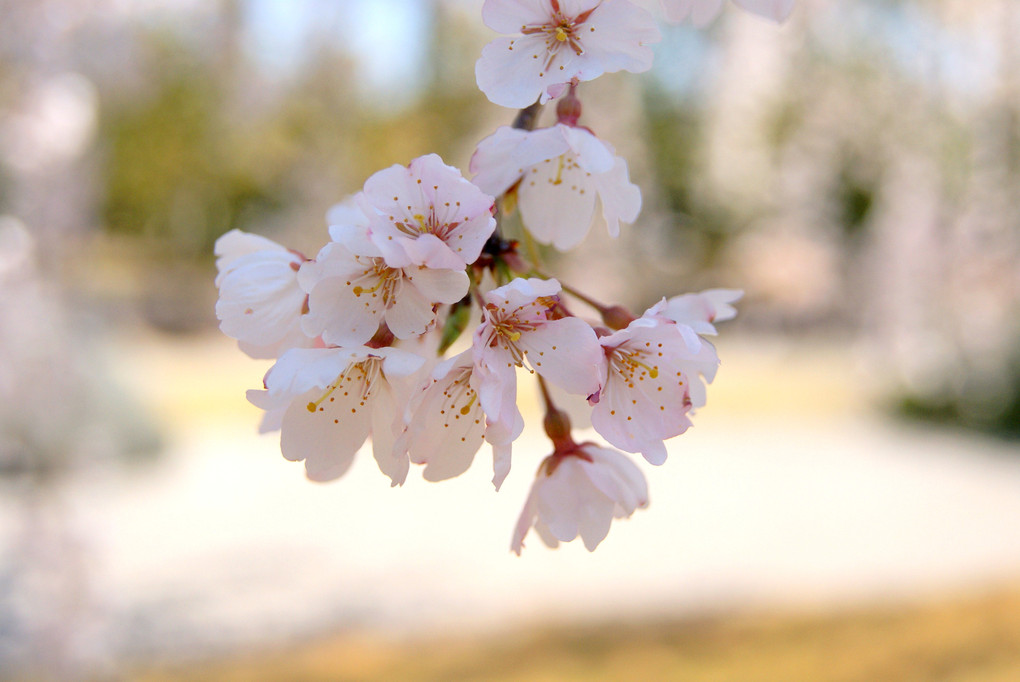 桜の思い出（２）〜西尾城・近衛邸〜
