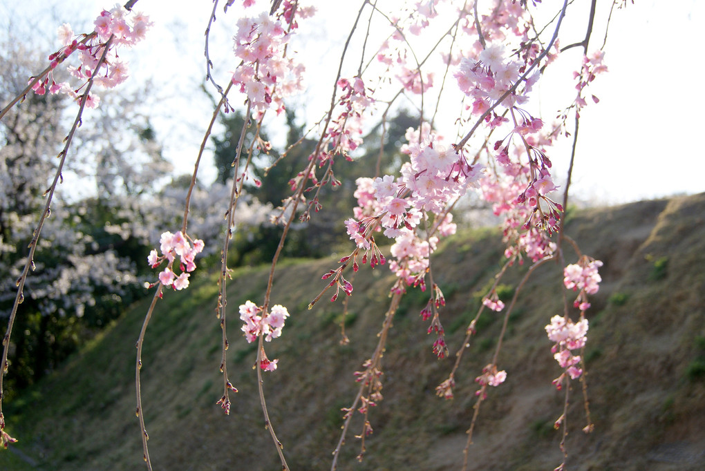 桜の思い出（２）〜西尾城・近衛邸〜