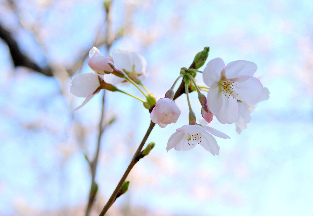 桜の思い出（３）〜黄金堤〜