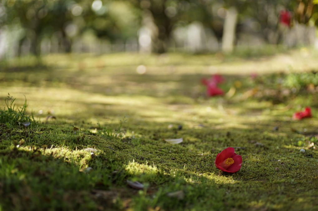 わが街の桜ー西尾歴史公園ーその２