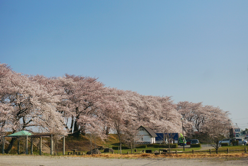 桜の森にてー吉良・黄金堤ー