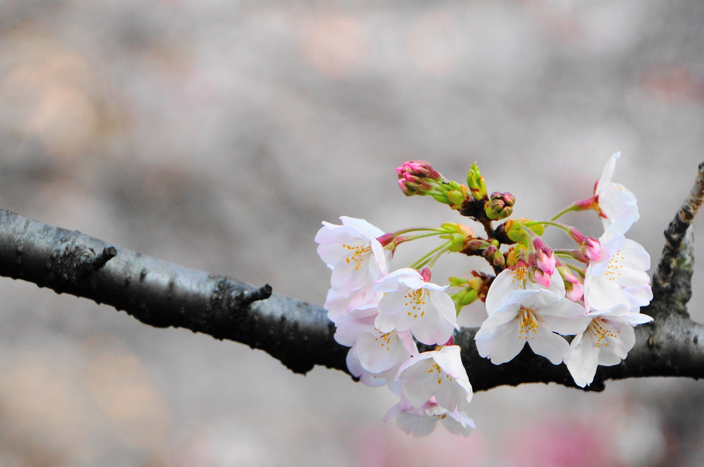 桜　～七分咲き八分咲き～