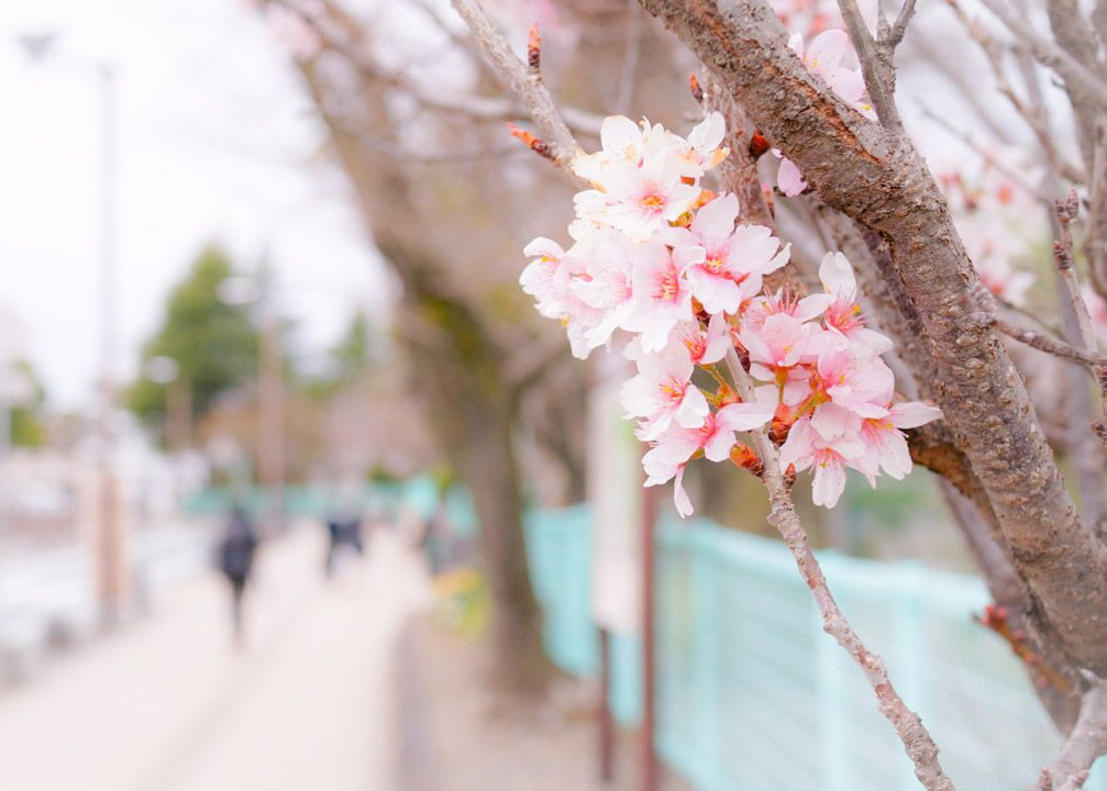 桜咲く