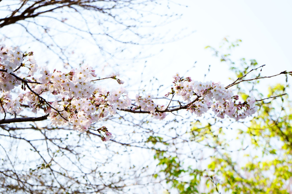 秦野の桜