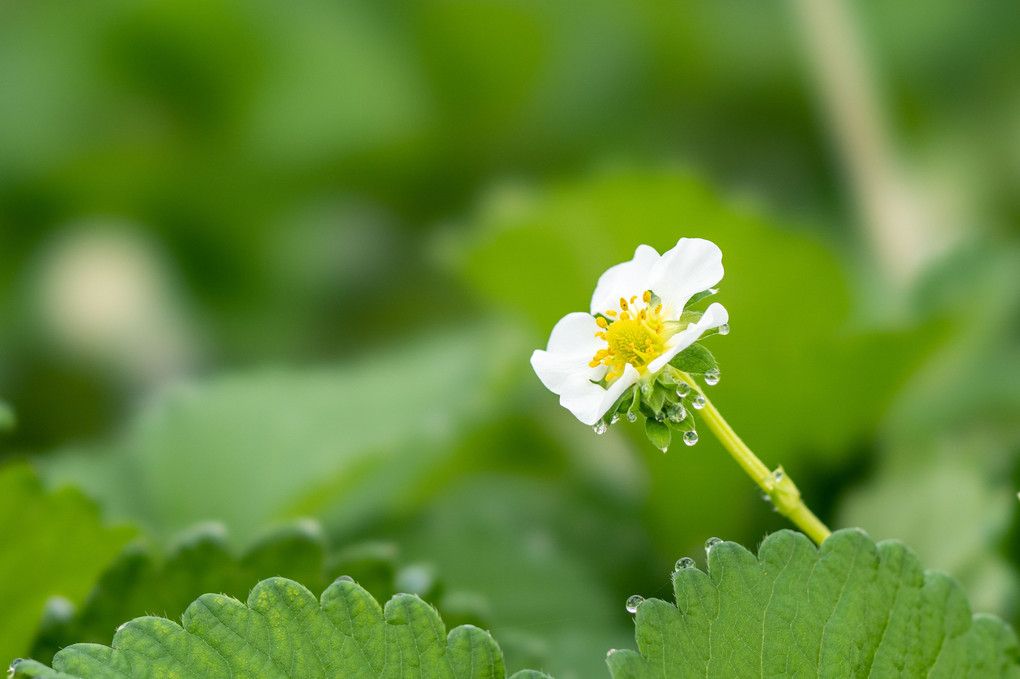 苺の花とミネラル