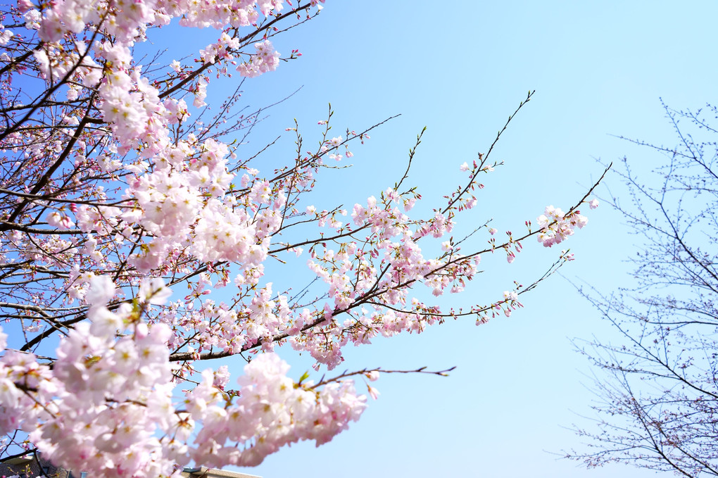 今泉名水桜公園の桜