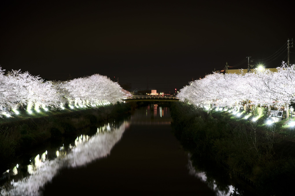下条川の夜桜