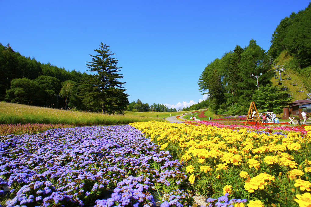 スキー場の夏