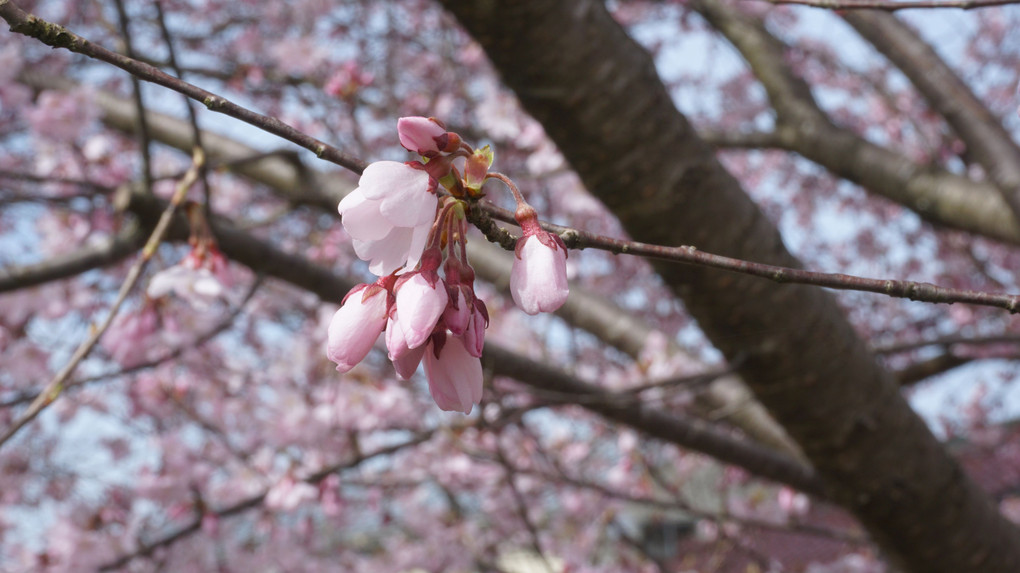 いい天気で桜が咲いてました