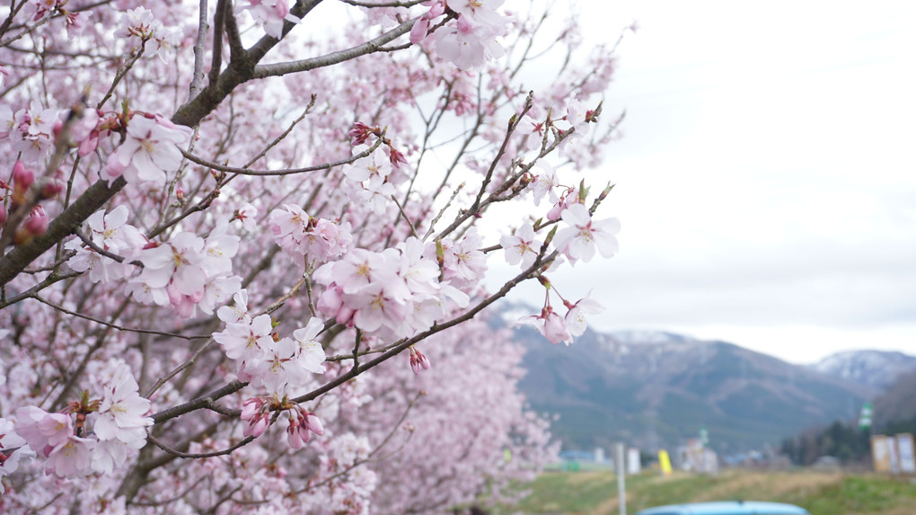 いい天気で桜が咲いてました