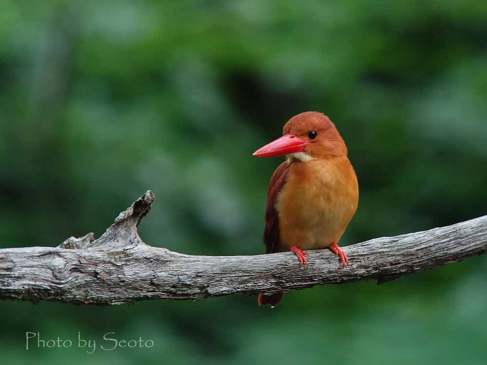 緑の森と赤い鳥 Ⅱ