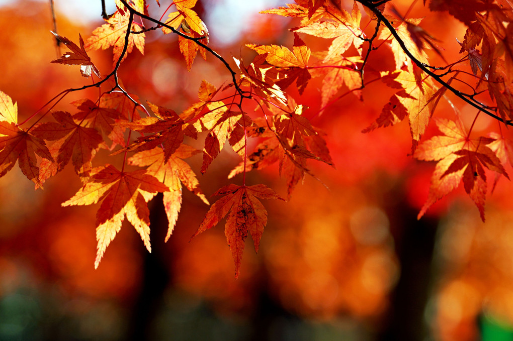 秋の夕陽に照る山紅葉