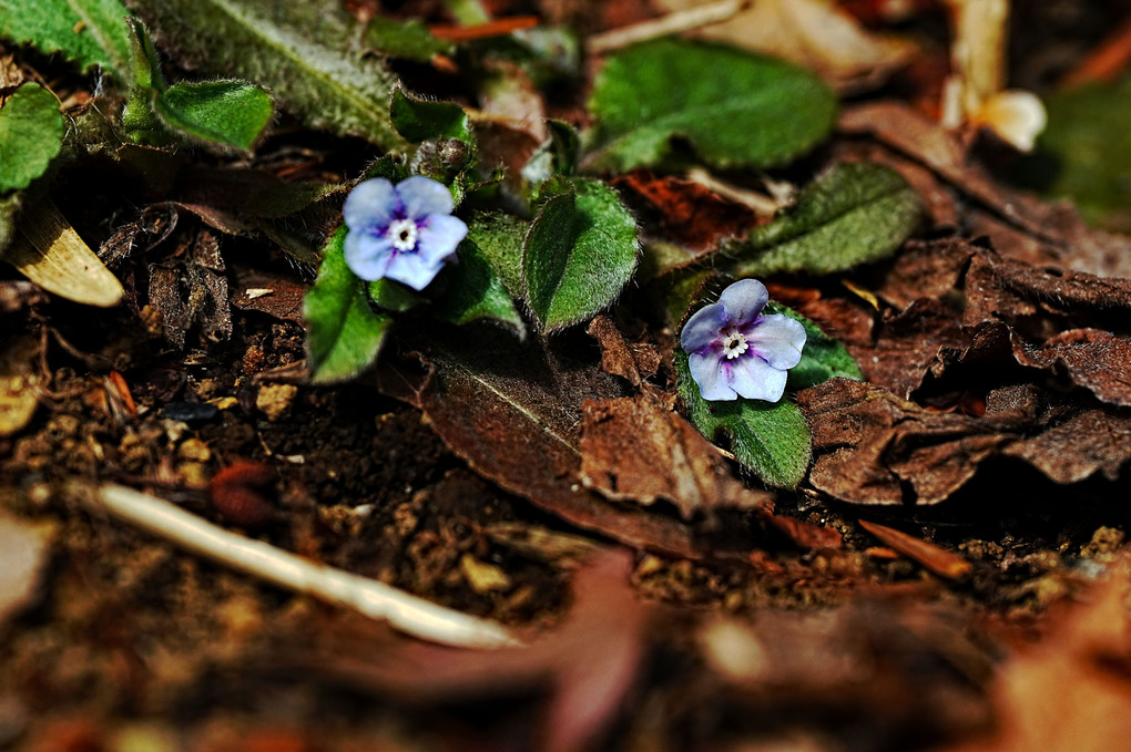 淡青紫色の総状花序