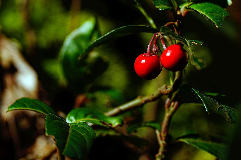 葉陰に隠れ下向きに赤く艶やかな果実