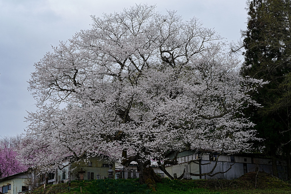 推定樹齢約３５０年の江戸彼岸桜