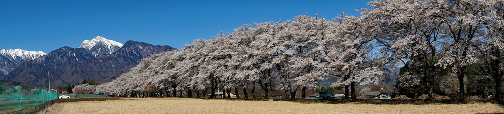 桜花繚乱