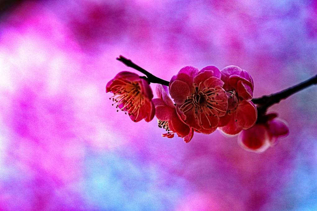奈良時代の花見では桜より梅