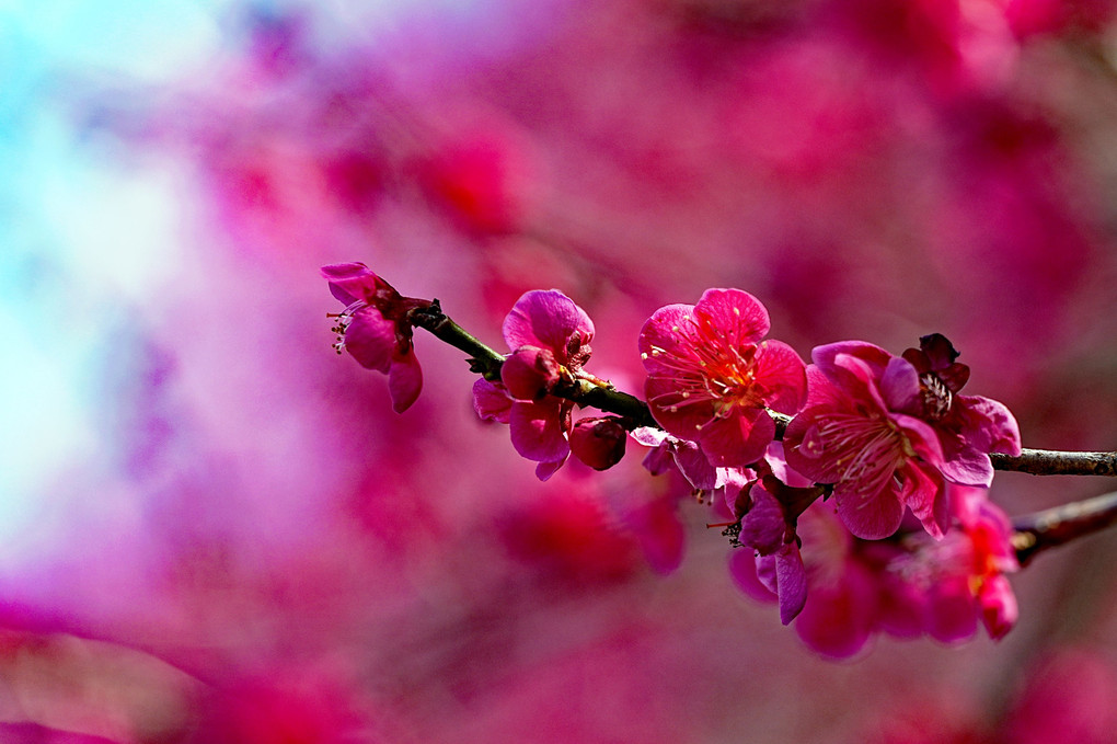 奈良時代の花見では桜より梅
