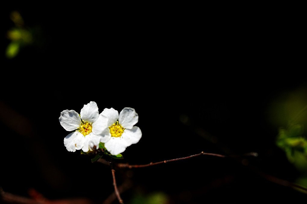 流れるように咲く白花