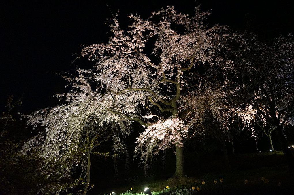 昼夜の早先の桜　