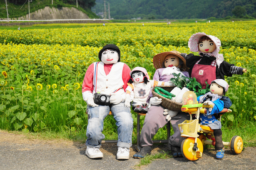 佐用町のひまわり畑