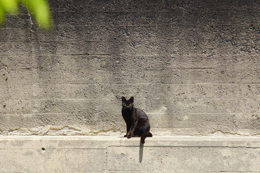 堤防の黒猫