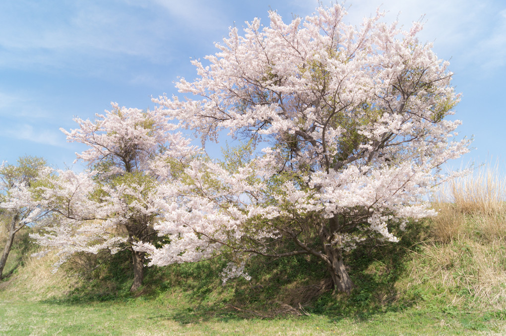 さくら印象派