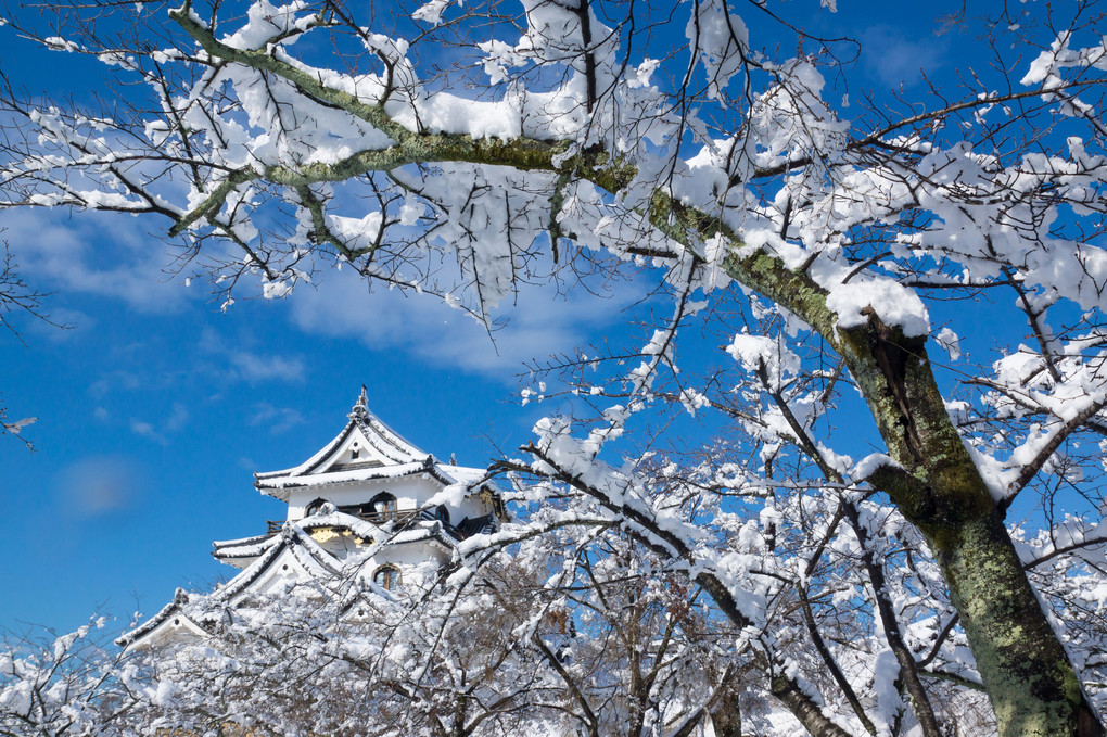彦根城雪晴れ