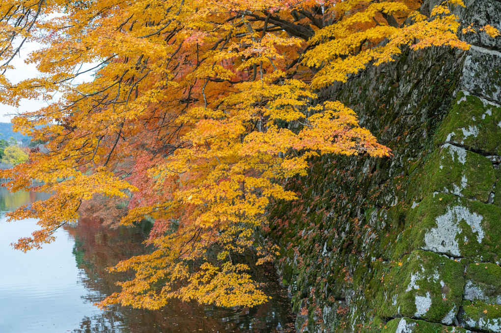 堀端の紅葉