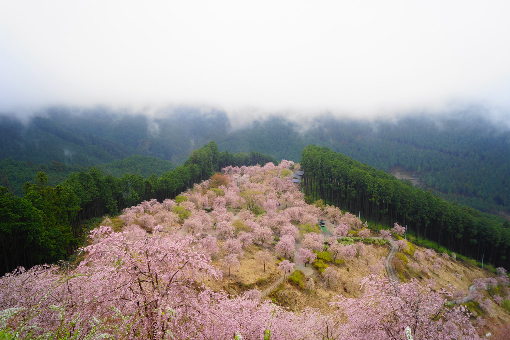 山の上の桜の園