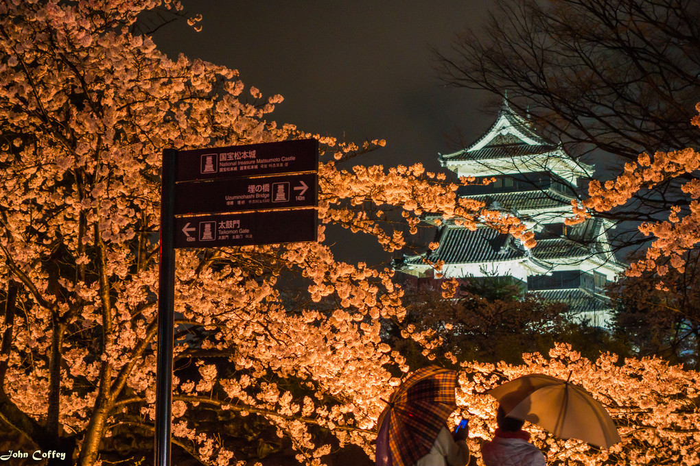 国宝松本城 桜並木光の回廊