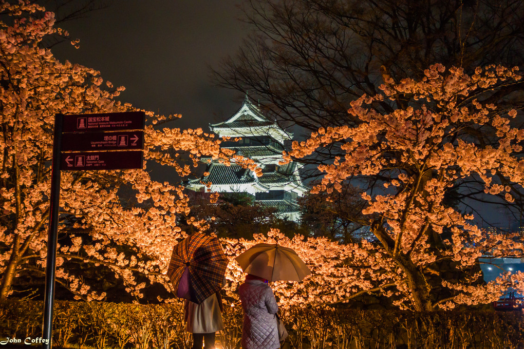 国宝松本城 桜並木光の回廊