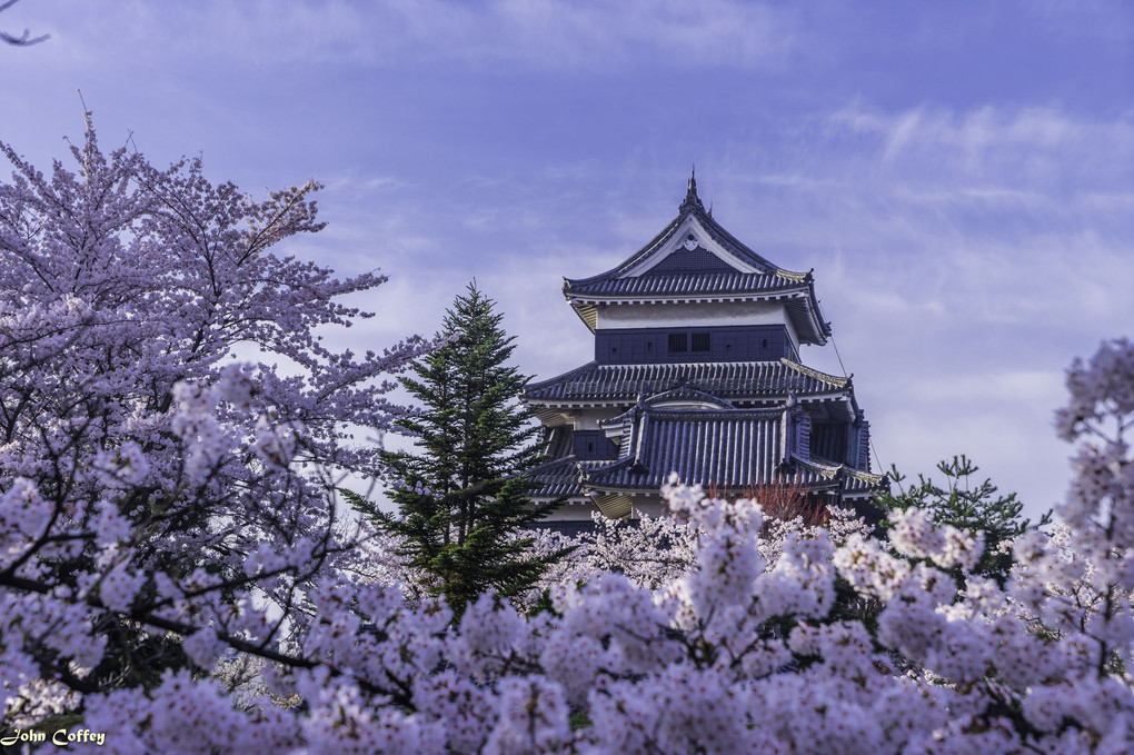 2016松本城と桜の共演その1