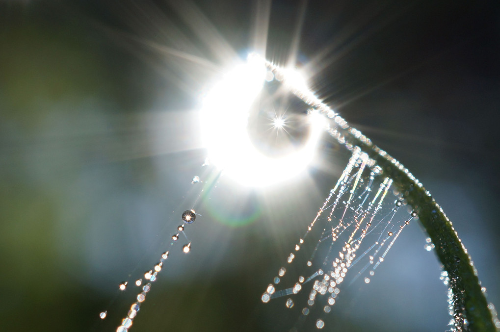 太陽と水滴と