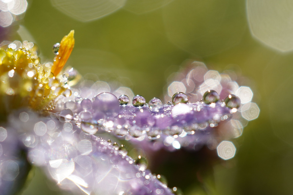 雫花