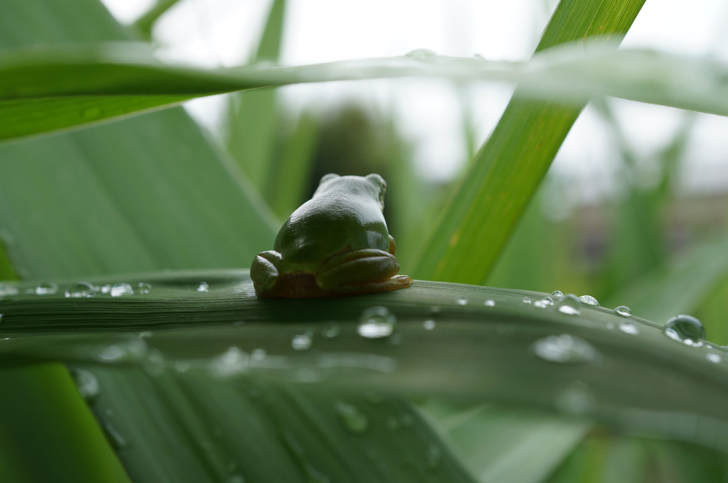 雨宿り