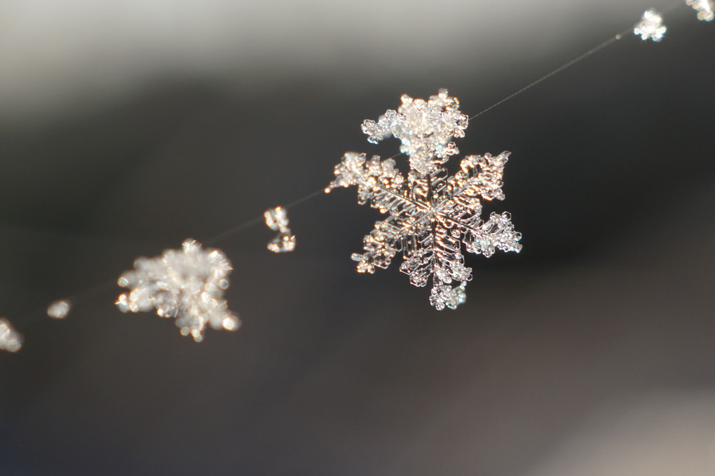 とらわれの雪の結晶