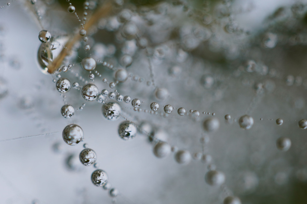 蜘蛛の巣×朝露