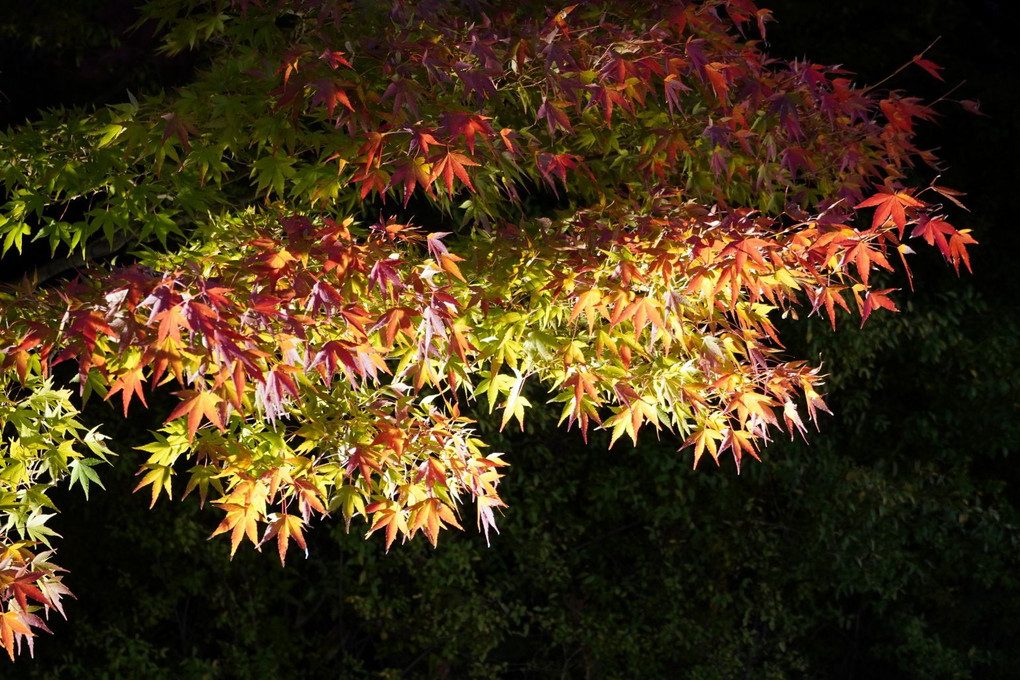 京都・梅小路公園・朱雀の庭の紅葉祭り