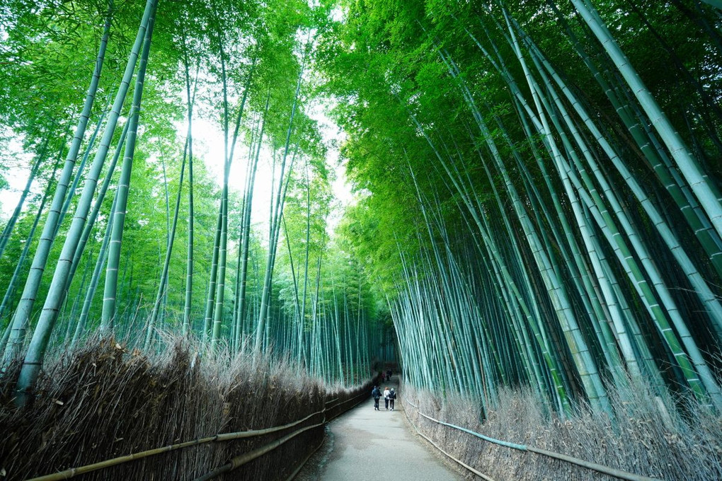 京都・嵐山散策
