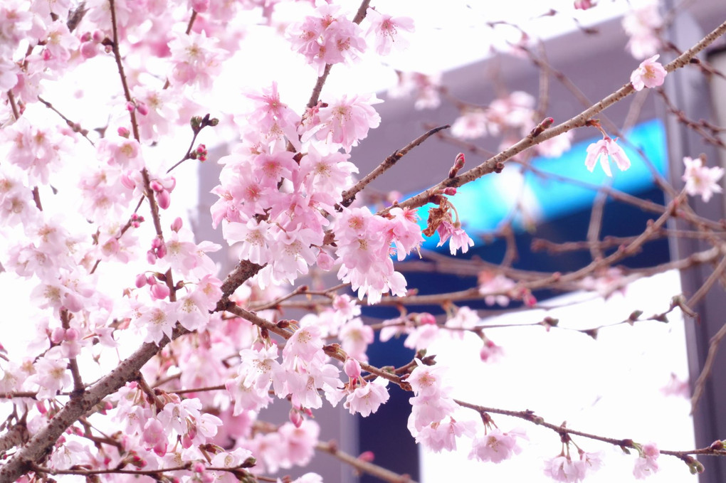 京都・御池桜