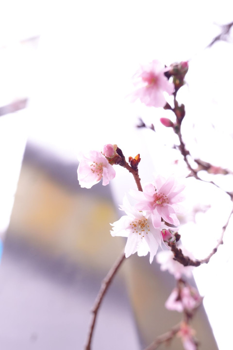 京都・御池桜
