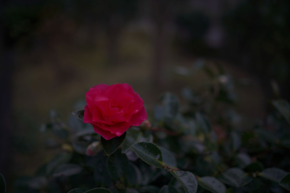 山茶花・変化