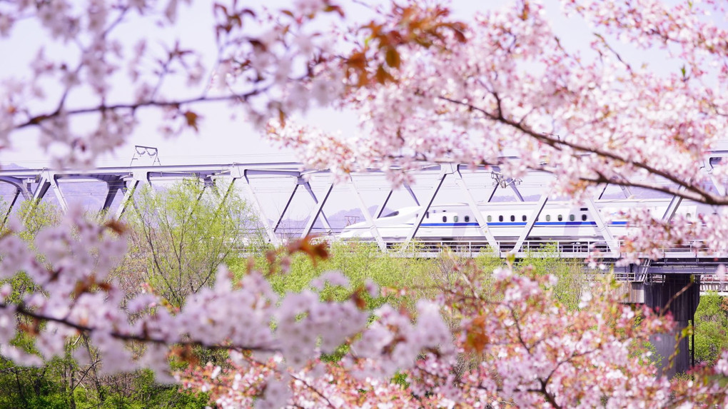 新幹線と桜を撮りに行く！・・・・が、撃沈。。。