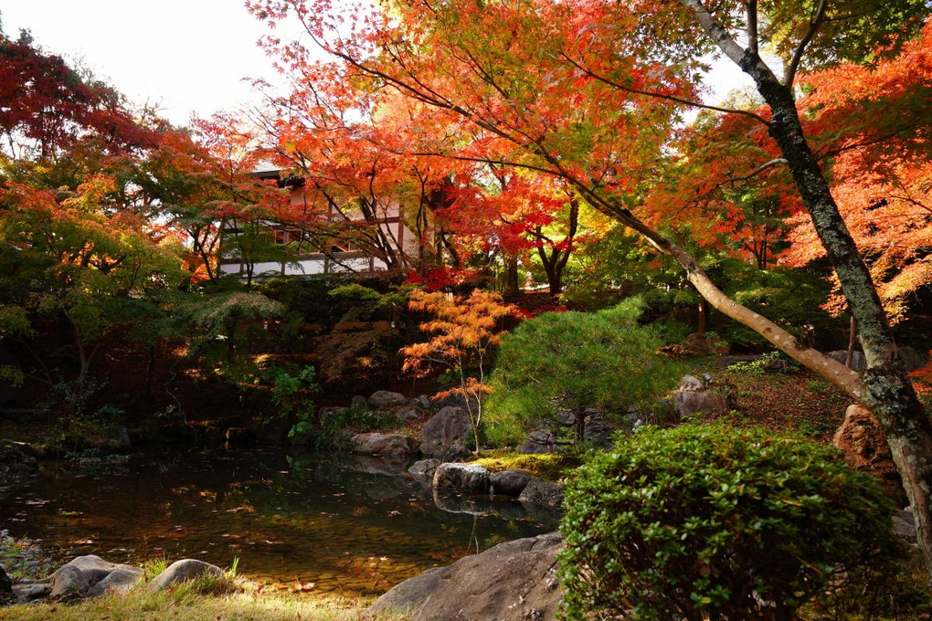 京都・長岡天満宮の紅葉