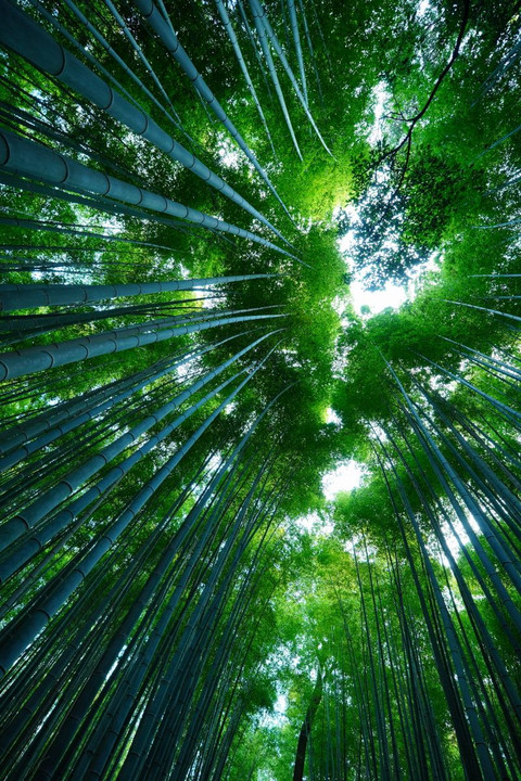 京都嵐山・竹林の小径　#壁紙2023#