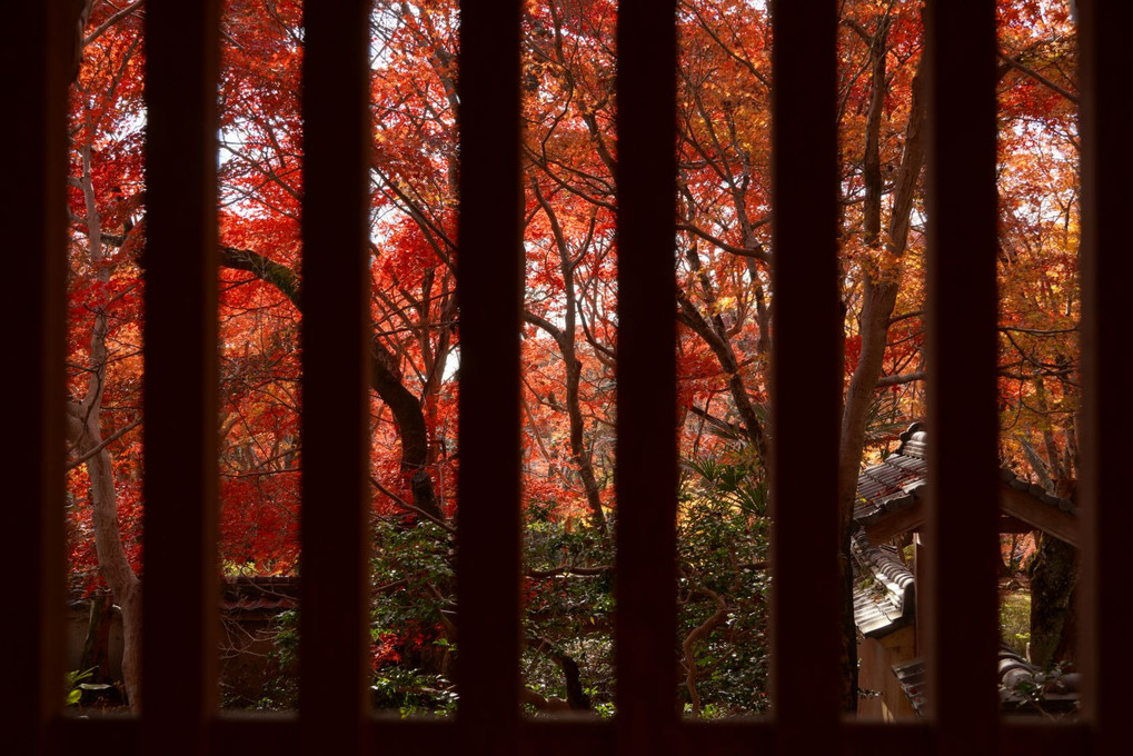 京都・勝持寺の紅葉