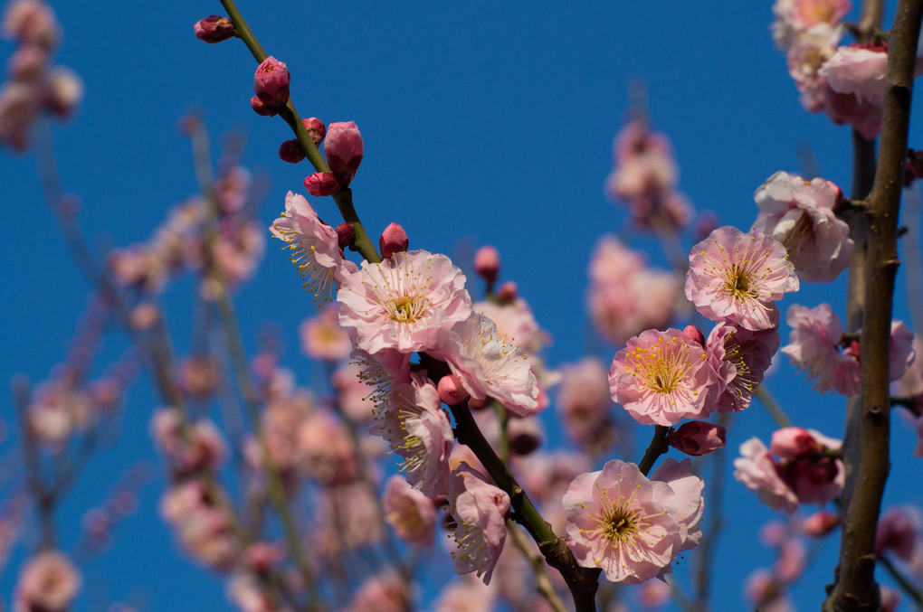 河津桜？　