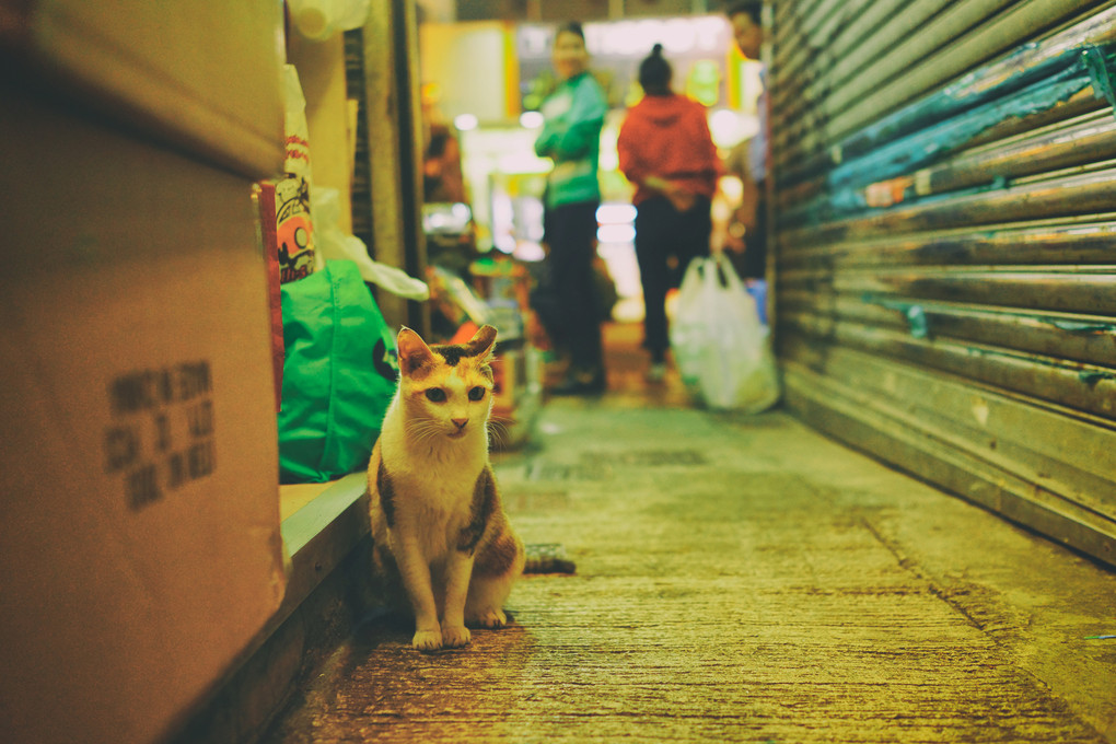 Cat in Hong Kong